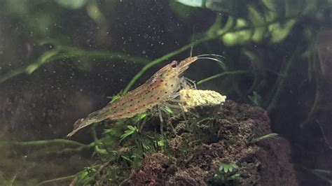 do shrimp eat algae wafers|can amano shrimp live alone.